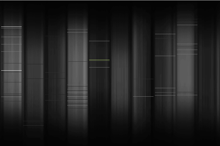 Représentation de l'ADN d'un site